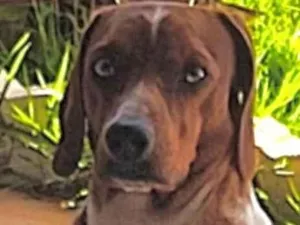 Cachorro raça SRD-ViraLata idade 1 ano nome Bento