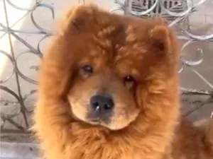 Cachorro raça Chow Chow idade 4 anos nome Caramelo 