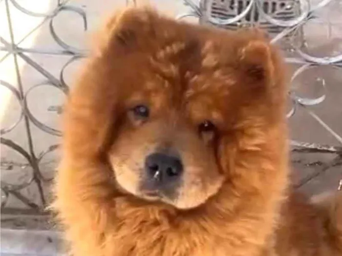 Cachorro ra a Chow Chow idade 4 anos nome Caramelo 