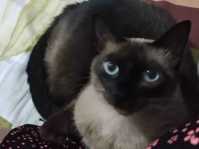 Gato raça Siamês idade 6 ou mais anos nome Amora 