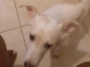 Cachorro raça SRD-ViraLata idade 2 anos nome Moana