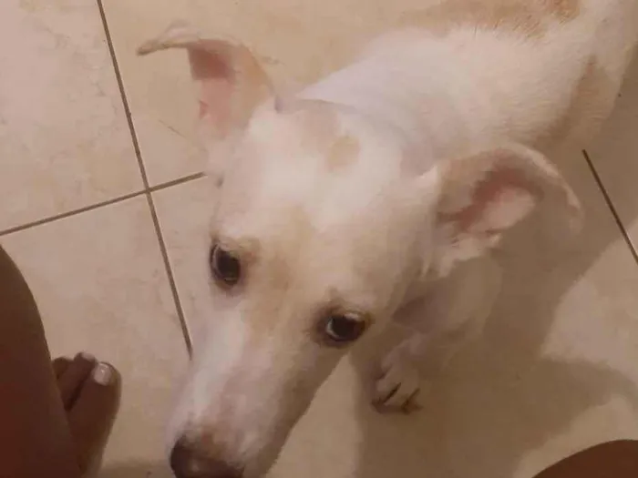 Cachorro ra a SRD-ViraLata idade 2 anos nome Moana