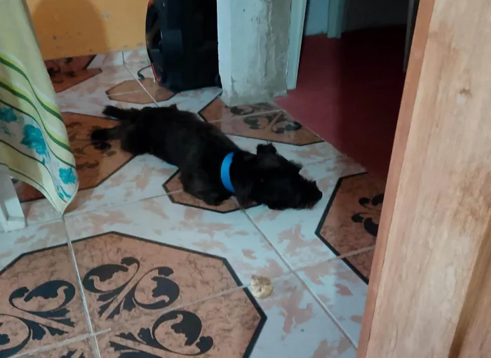 Cachorro ra a SRD-ViraLata idade 3 anos nome Poze