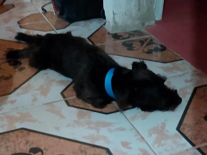 Cachorro ra a SRD-ViraLata idade 3 anos nome Poze