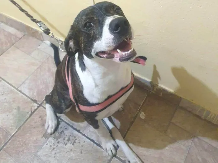 Cachorro ra a SRD-ViraLata idade 2 anos nome Fidel