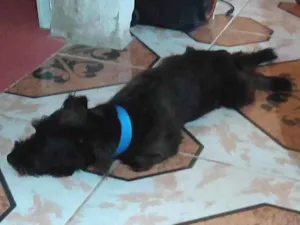 Cachorro raça SRD-ViraLata idade 3 anos nome Poze