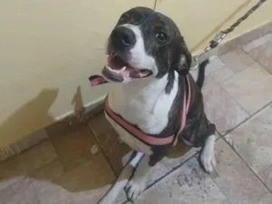 Cachorro raça SRD-ViraLata idade 2 anos nome Fidel