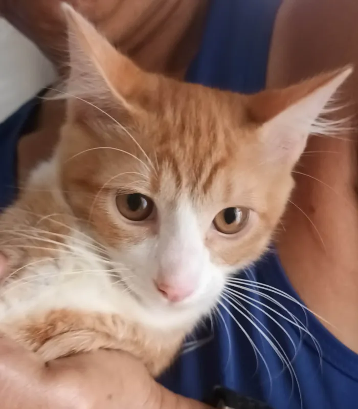 Gato ra a SRD-ViraLata idade 2 a 6 meses nome Loirinho