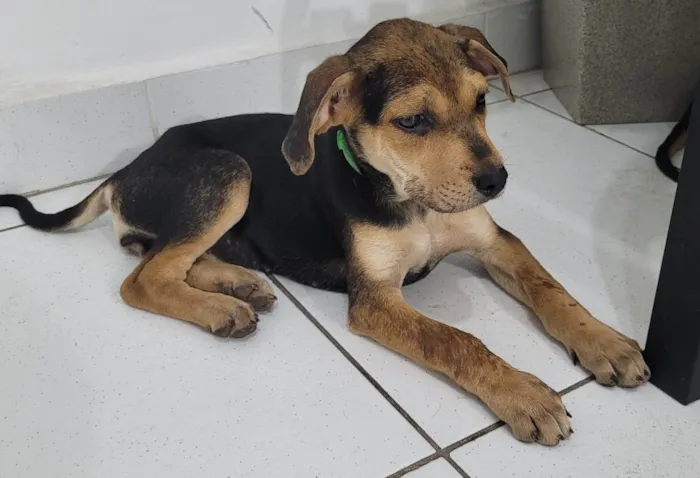 Cachorro ra a SRD-ViraLata idade 2 a 6 meses nome Pandora