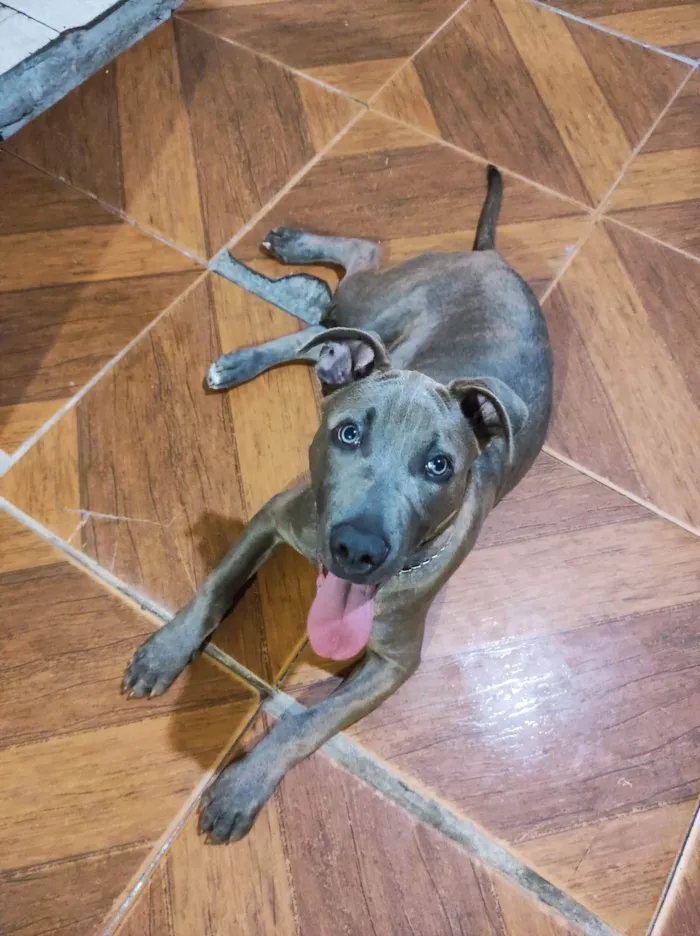 Cachorro ra a Pit-Bull idade 2 anos nome Gohan