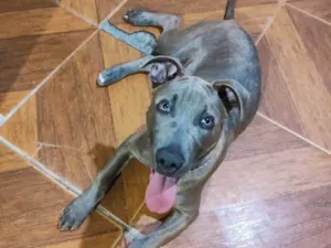 Cachorro raça Pit-Bull idade 2 anos nome Gohan