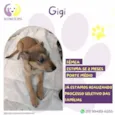 Gigi /