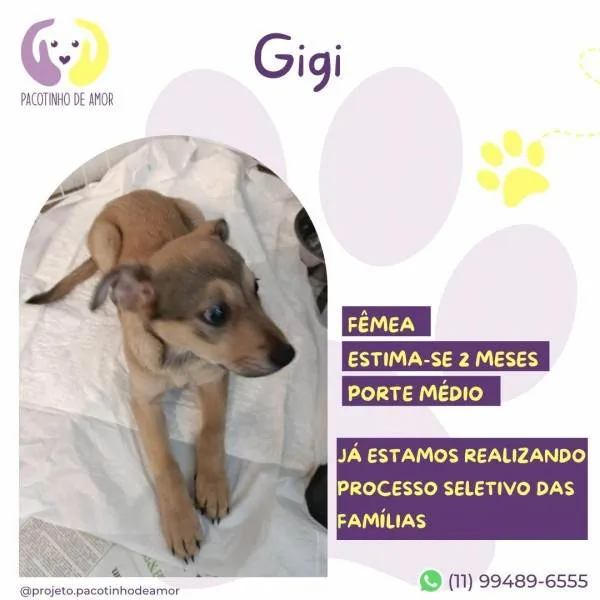 Cachorro ra a SRD-ViraLata idade 2 a 6 meses nome Gigi /