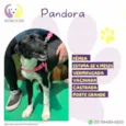 Pandora