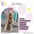 Scooby