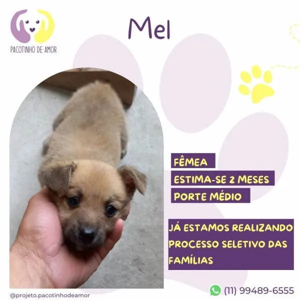 Cachorro ra a SRD-ViraLata idade 2 a 6 meses nome Mel