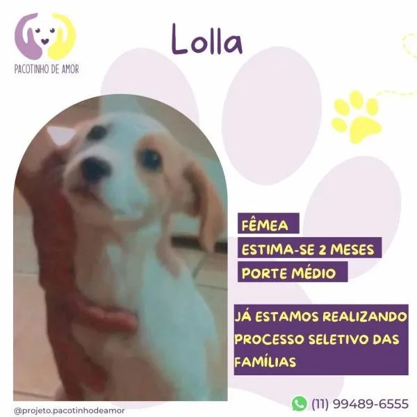 Cachorro ra a SRD-ViraLata idade 2 a 6 meses nome Lolla