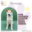 Princesa