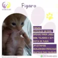 Figaro