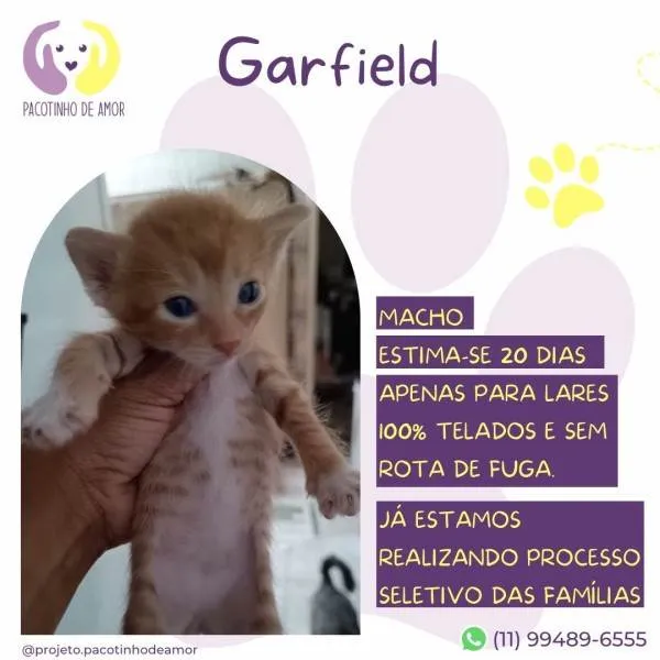 Gato ra a SRD-ViraLata idade 2 a 6 meses nome Garfield