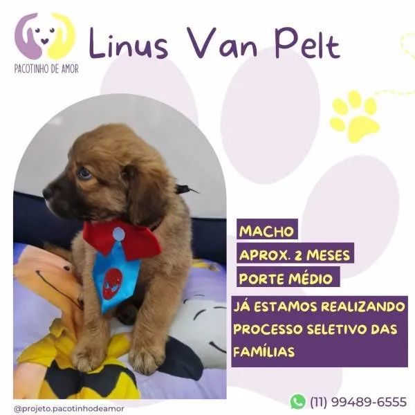 Cachorro ra a SRD-ViraLata idade 2 a 6 meses nome Linus Van Pelt