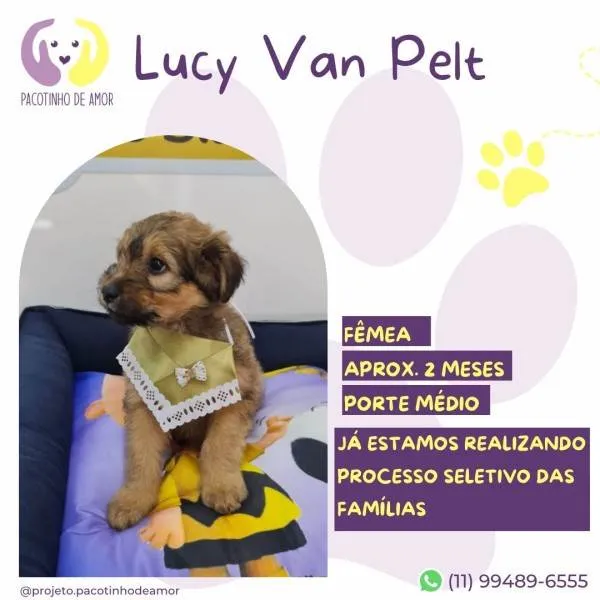 Cachorro ra a SRD-ViraLata idade 2 a 6 meses nome Lucy Van Pelt