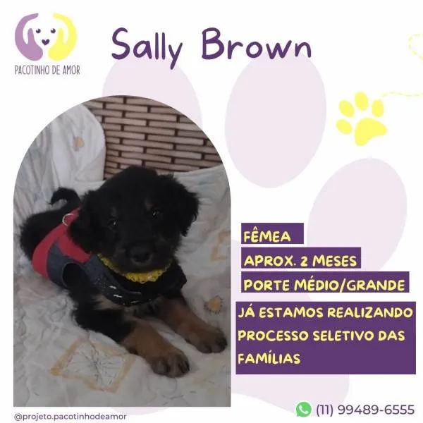 Cachorro ra a SRD-ViraLata idade 2 a 6 meses nome Sally Brown