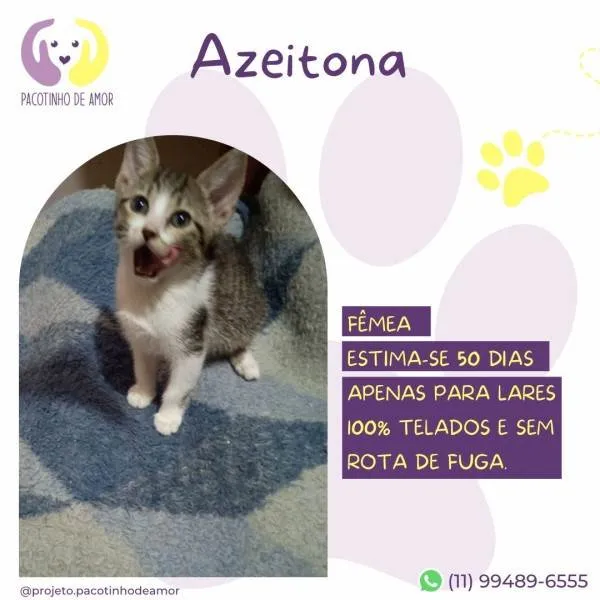 Gato ra a SRD-ViraLata idade 2 a 6 meses nome Azeitona