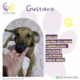 Gustavo