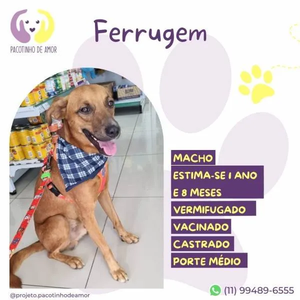 Cachorro ra a SRD-ViraLata idade 1 ano nome Ferrugem