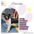 Matilda