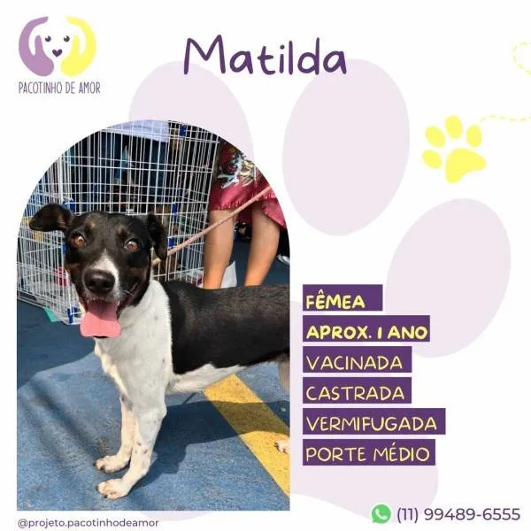 Cachorro ra a SRD-ViraLata idade 1 ano nome Matilda