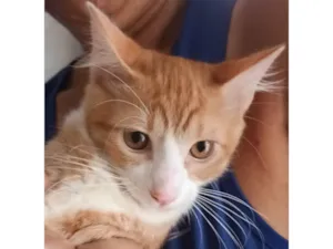 Gato raça SRD-ViraLata idade 2 a 6 meses nome Loirinho