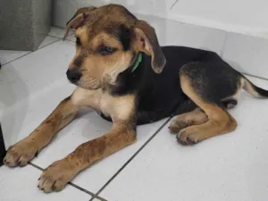 Cachorro raça SRD-ViraLata idade 2 a 6 meses nome Pandora