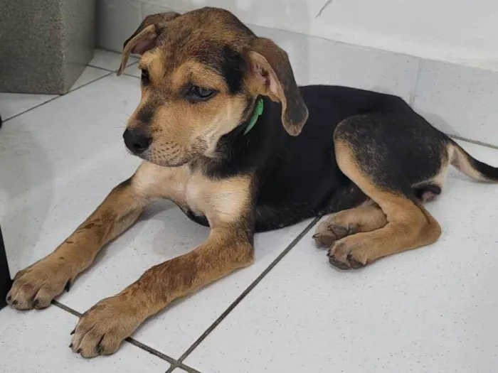 Cachorro ra a SRD-ViraLata idade 2 a 6 meses nome Pandora