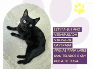 Gato raça SRD-ViraLata idade 1 ano nome Lili