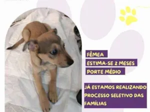 Cachorro raça SRD-ViraLata idade 2 a 6 meses nome Gigi /