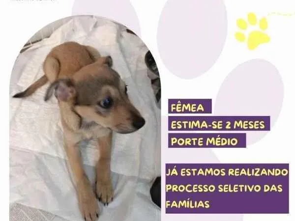 Cachorro ra a SRD-ViraLata idade 2 a 6 meses nome Gigi /