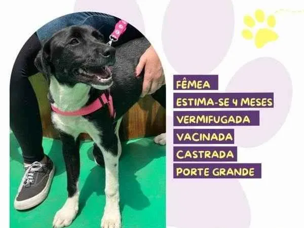 Cachorro ra a SRD-ViraLata idade 2 a 6 meses nome Pandora