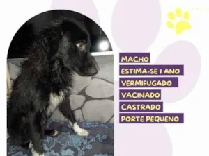 Cachorro raça SRD-ViraLata idade 1 ano nome Xiquinho