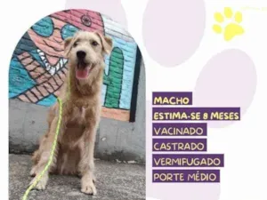 Cachorro raça SRD-ViraLata idade 1 ano nome Scooby