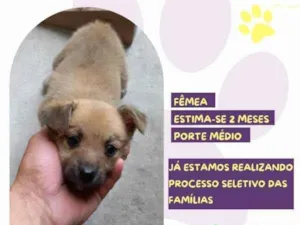 Cachorro raça SRD-ViraLata idade 2 a 6 meses nome Mel