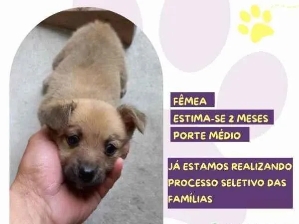 Cachorro ra a SRD-ViraLata idade 2 a 6 meses nome Mel