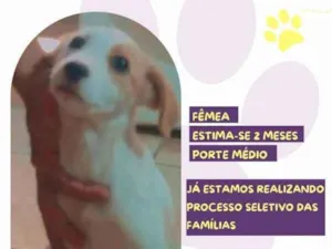 Cachorro raça SRD-ViraLata idade 2 a 6 meses nome Lolla