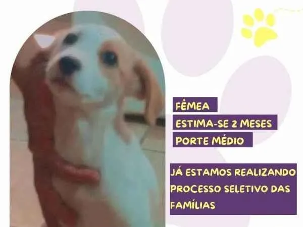 Cachorro ra a SRD-ViraLata idade 2 a 6 meses nome Lolla