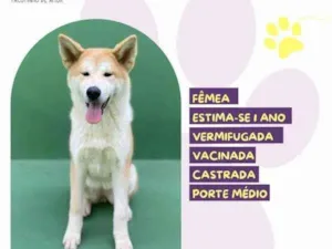 Cachorro raça SRD-ViraLata idade 1 ano nome Princesa