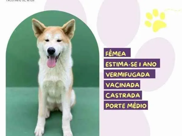 Cachorro ra a SRD-ViraLata idade 1 ano nome Princesa