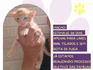 Gato raça SRD-ViraLata idade 2 a 6 meses nome Tom