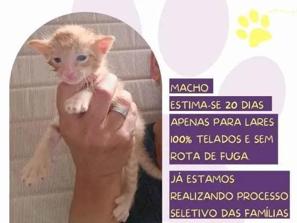 Gato ra a SRD-ViraLata idade 2 a 6 meses nome Tom