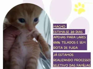 Gato raça SRD-ViraLata idade 2 a 6 meses nome Figaro